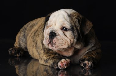 Bulldog yavrusu