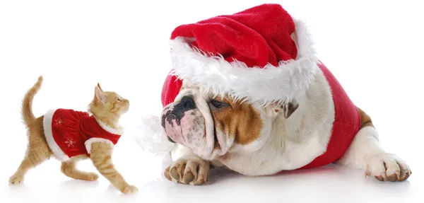 Gatto e cane di Natale — Foto Stock