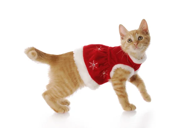 クリスマス猫 — ストック写真