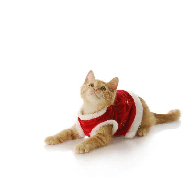 圣诞节小猫 — 图库照片
