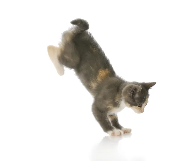 Kattunge hoppning — Stockfoto