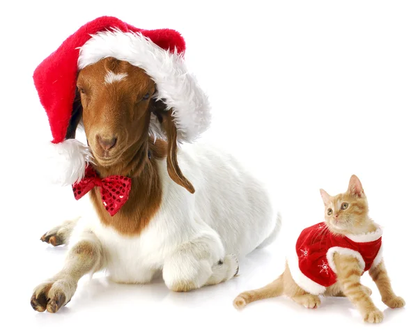Boże Narodzenie kotek i santa koza — Zdjęcie stockowe
