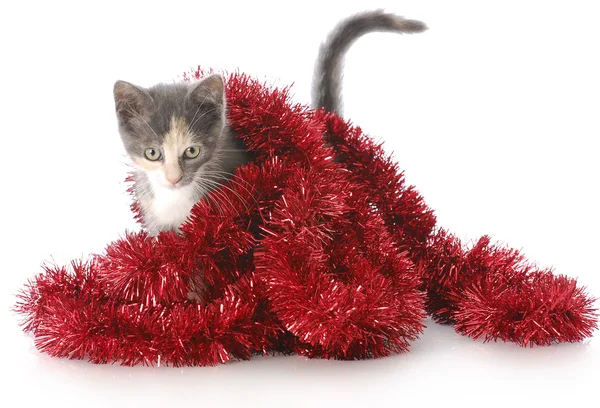 クリスマスの花輪にじゃれる子猫 — ストック写真