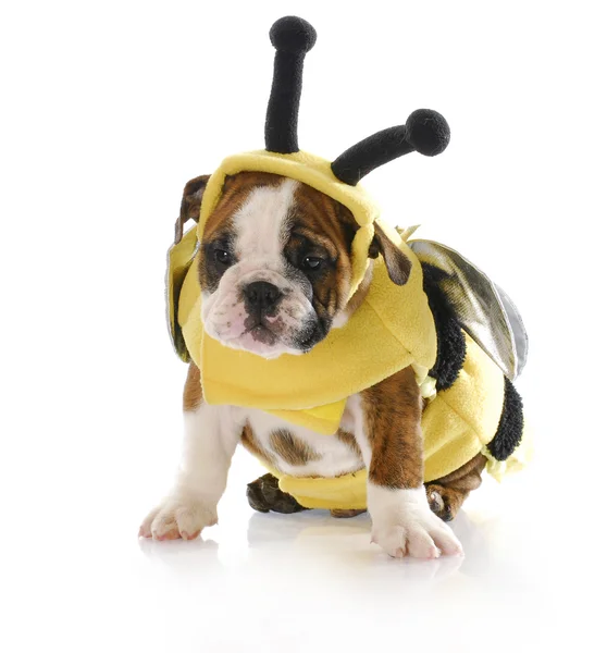 小狗打扮得像一只小蜜蜂 — 图库照片