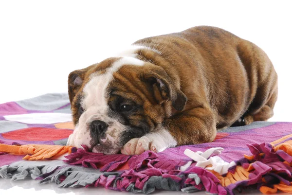 Tired puppy — Stock Photo, Image