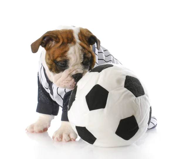 Cachorro com bola de futebol — Fotografia de Stock