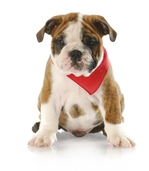 Cute puppy — Stock Photo, Image