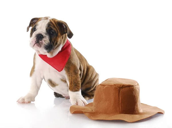 Western dog — Stock Photo, Image