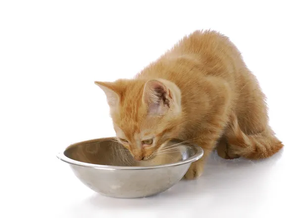 Kitten eating — Stock Photo, Image