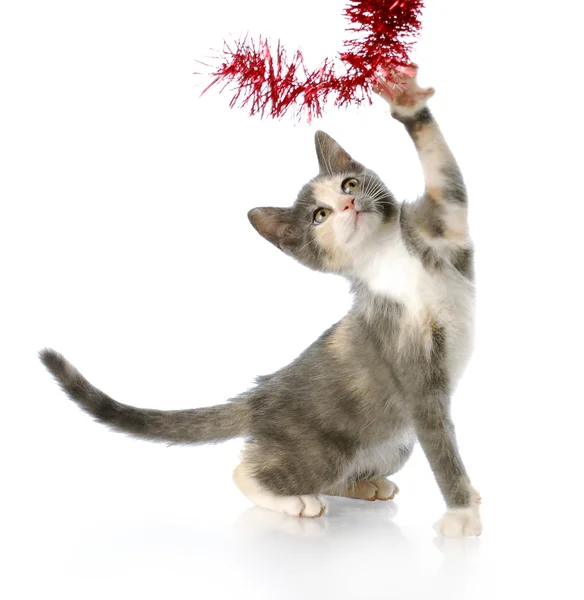 Speelse christmas kitten — Stockfoto