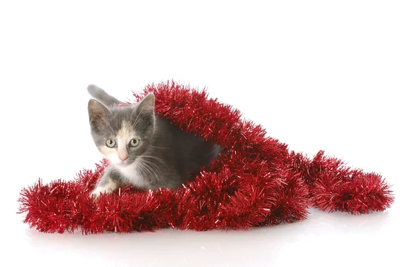 クリスマスの遊び心のある子猫 — ストック写真
