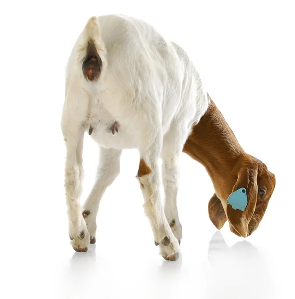 Backside of a goat doeling — Stock Photo, Image