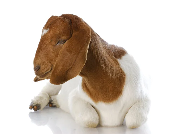 Female goat — Stock Photo, Image
