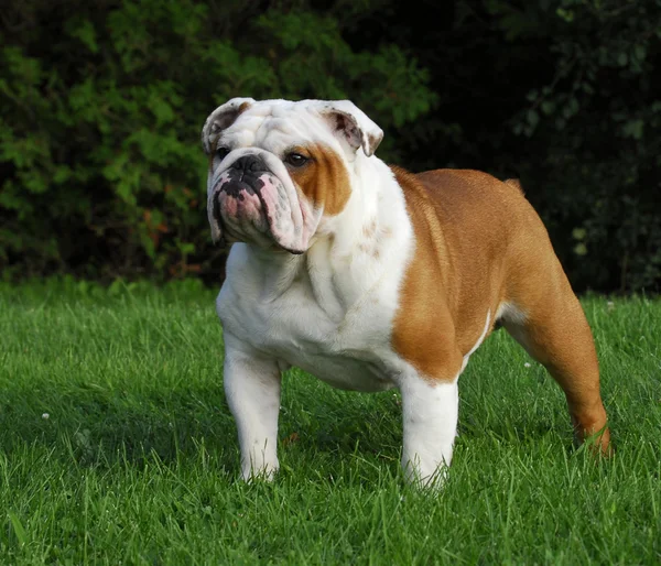 Bulldog inglese maschio — Foto Stock