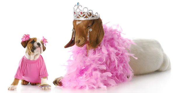 Spoiled animals Royalty Free Stock Photos