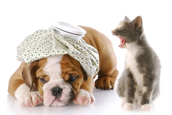 狗和猫的斗争 免版税图库照片
