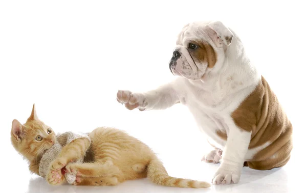 狗和猫的斗争 图库照片