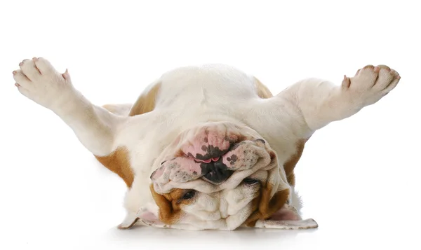 Dog laying on his back — Stock Photo, Image