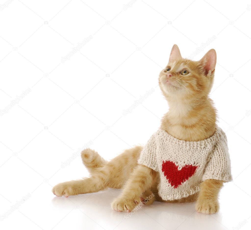 Kitten love — Stock Photo © willeecole #13820157