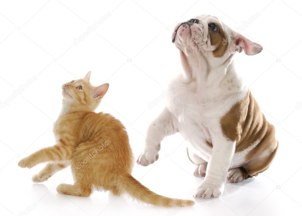 peur des chiens et chats — Photographie willeecole © #13820682 peur des chiens et chats — Photographie willeecole © #13820682