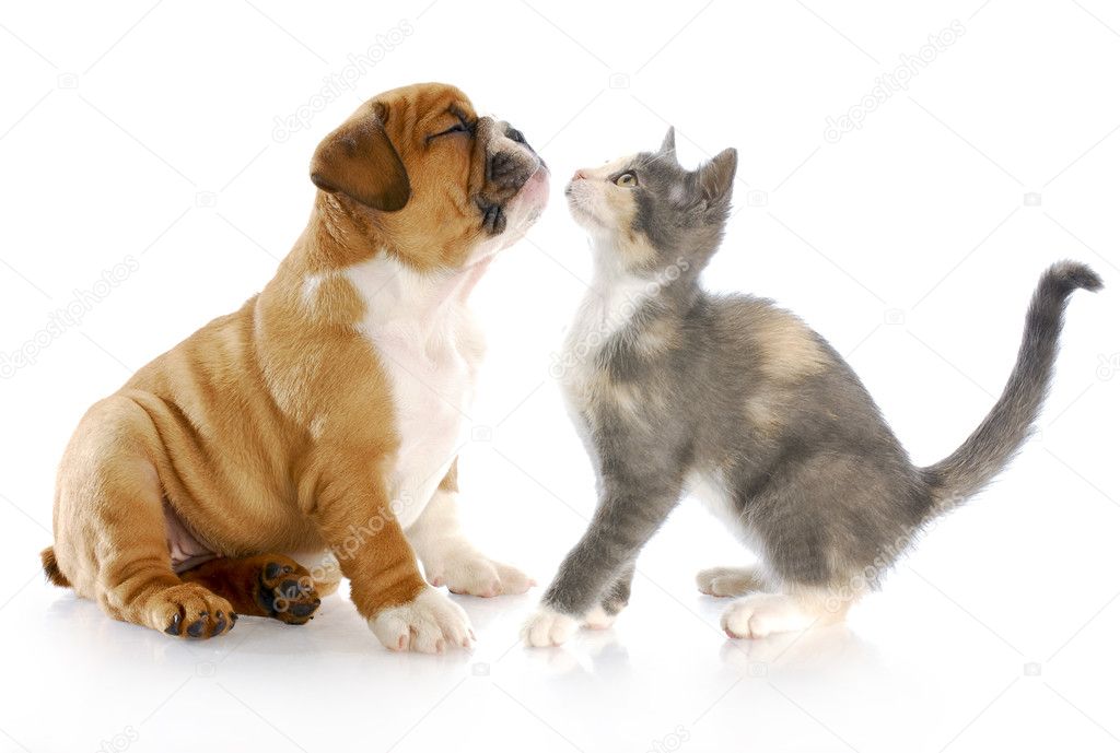 puppy and kitten love