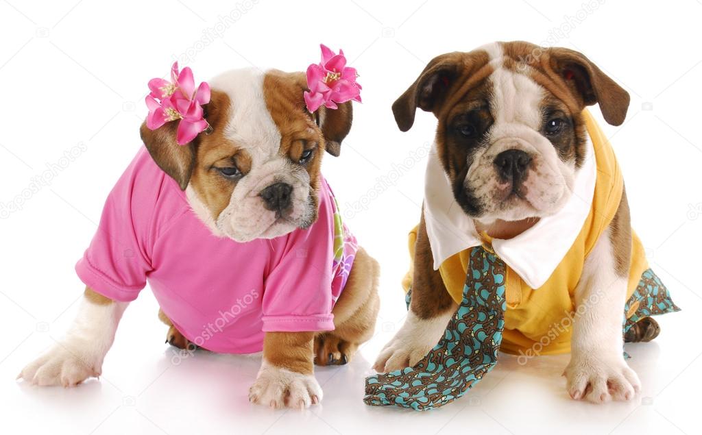 male and female puppy