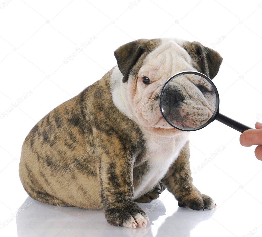 examining face of dog