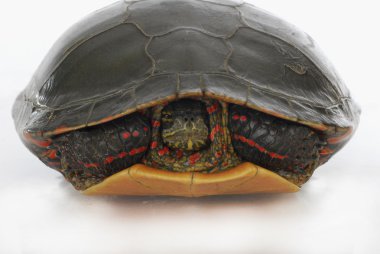 turtle hiding clipart