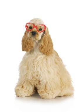 Şirin köpek.