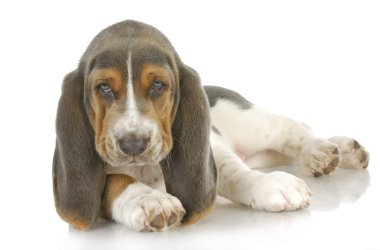 Şirin köpek.