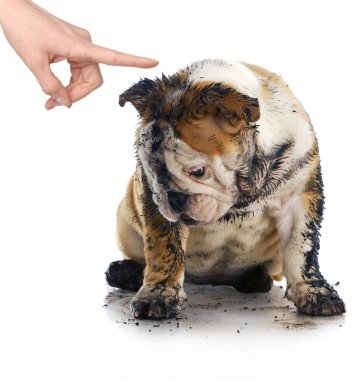 Kötü Köpek