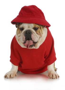 Şirin köpek.