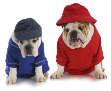 İki köpek.