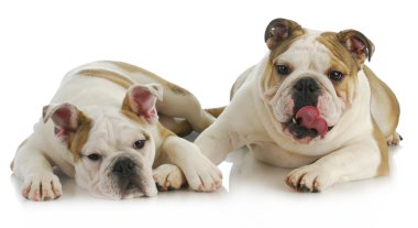 sevimli köpek yavruları