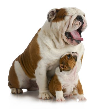 father and son dog clipart