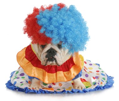 aptal köpek