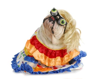 aptal köpek