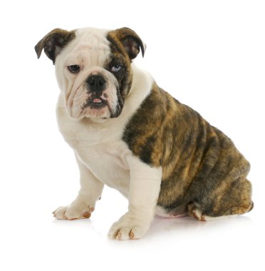 Şirin köpek.