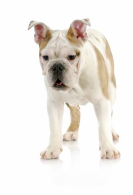 köpek yavrusu ayakta