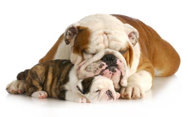 Bulldog baba ve kız