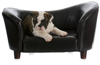 köpek kanepede döşenmesi