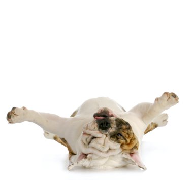 baş aşağı köpek