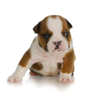 Genç köpek yavrusu