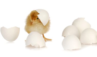 chick and egg clipart