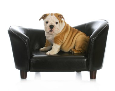 yavru köpek yatak