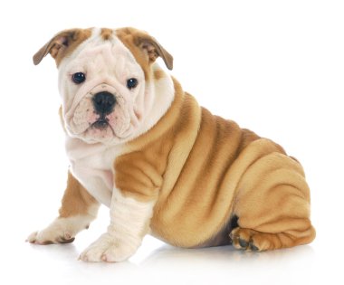 Bulldog yavrusu