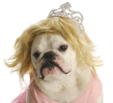 şımarık köpeği