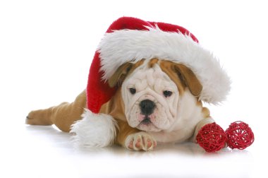 Noel köpek yavrusu