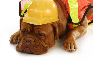 çalışan köpek