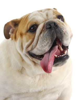 Mutlu Köpek
